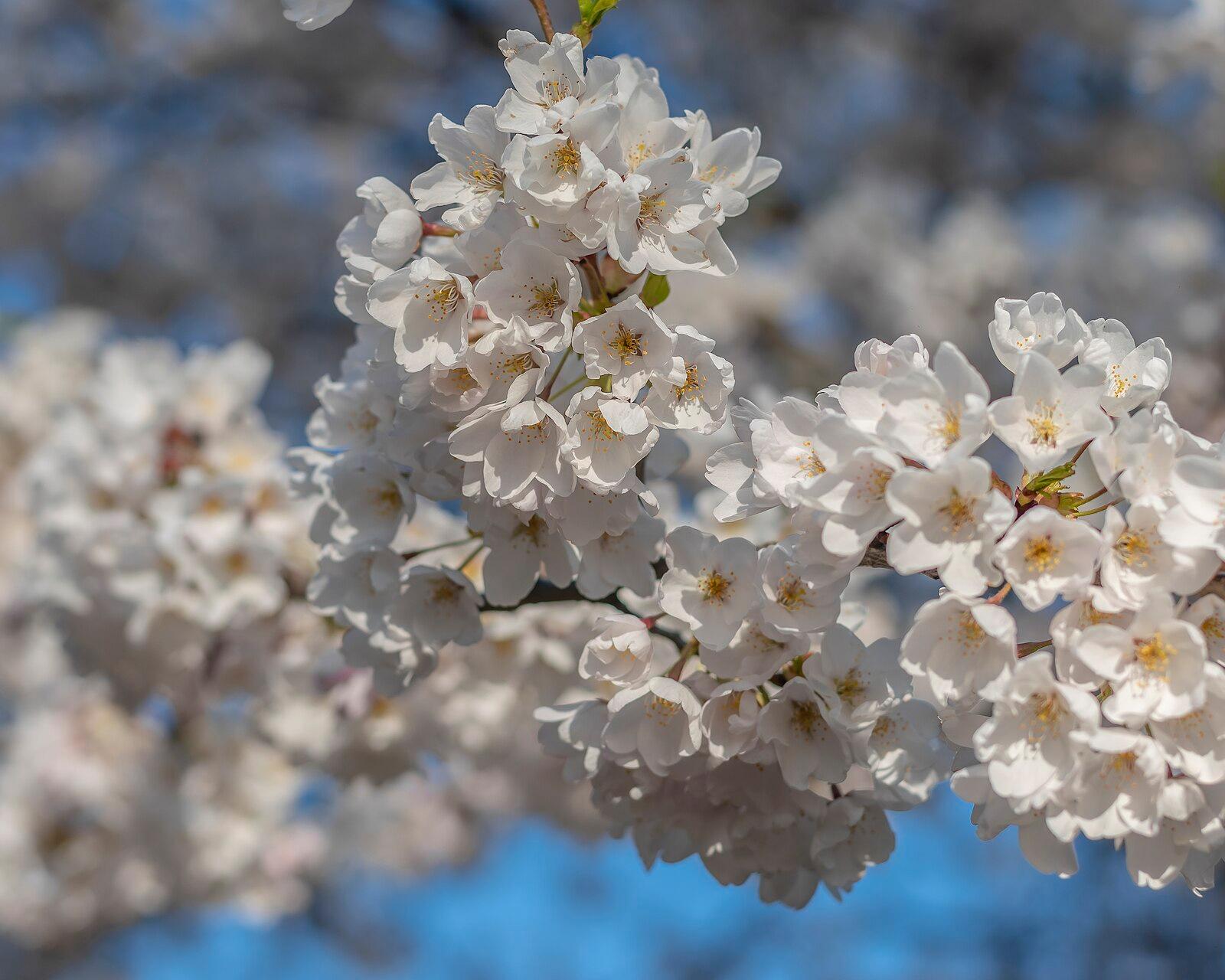 Cherry Blossom in High Park 31