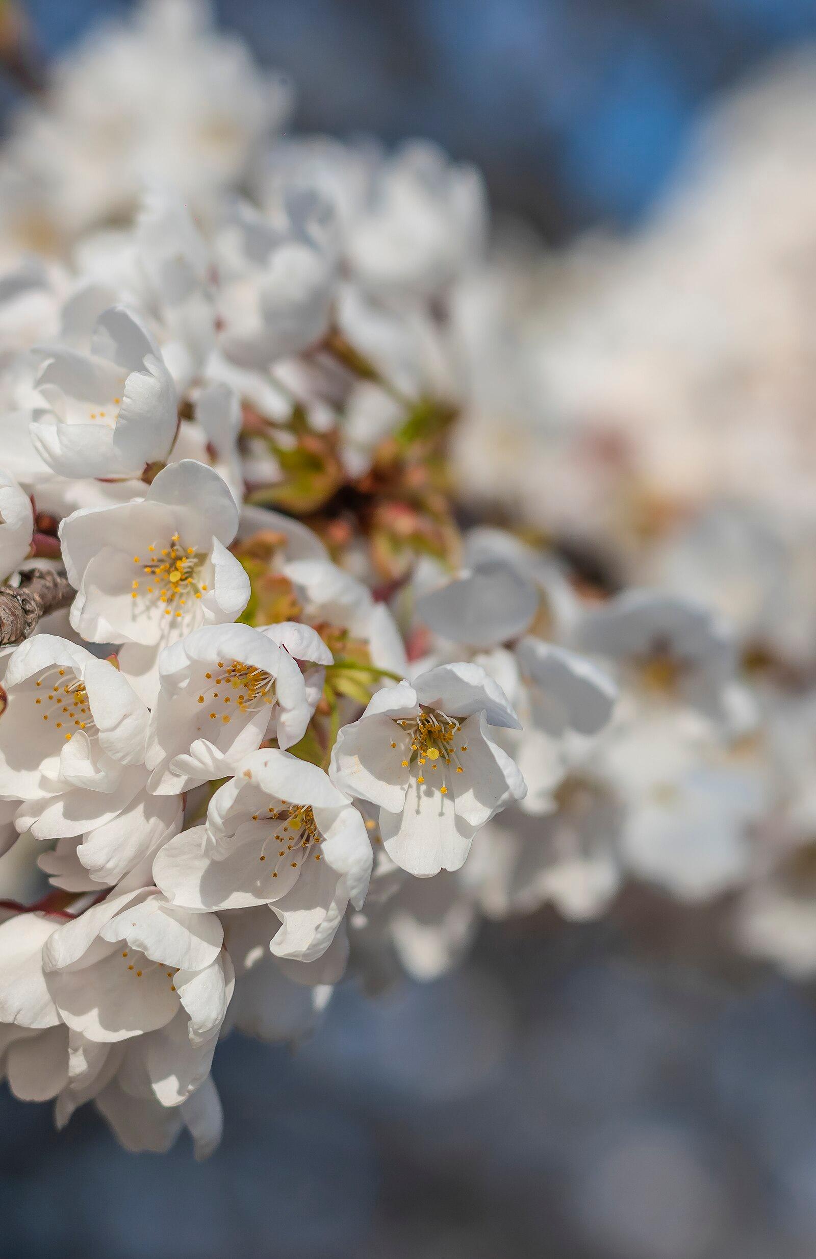 Cherry Blossom in High Park 33