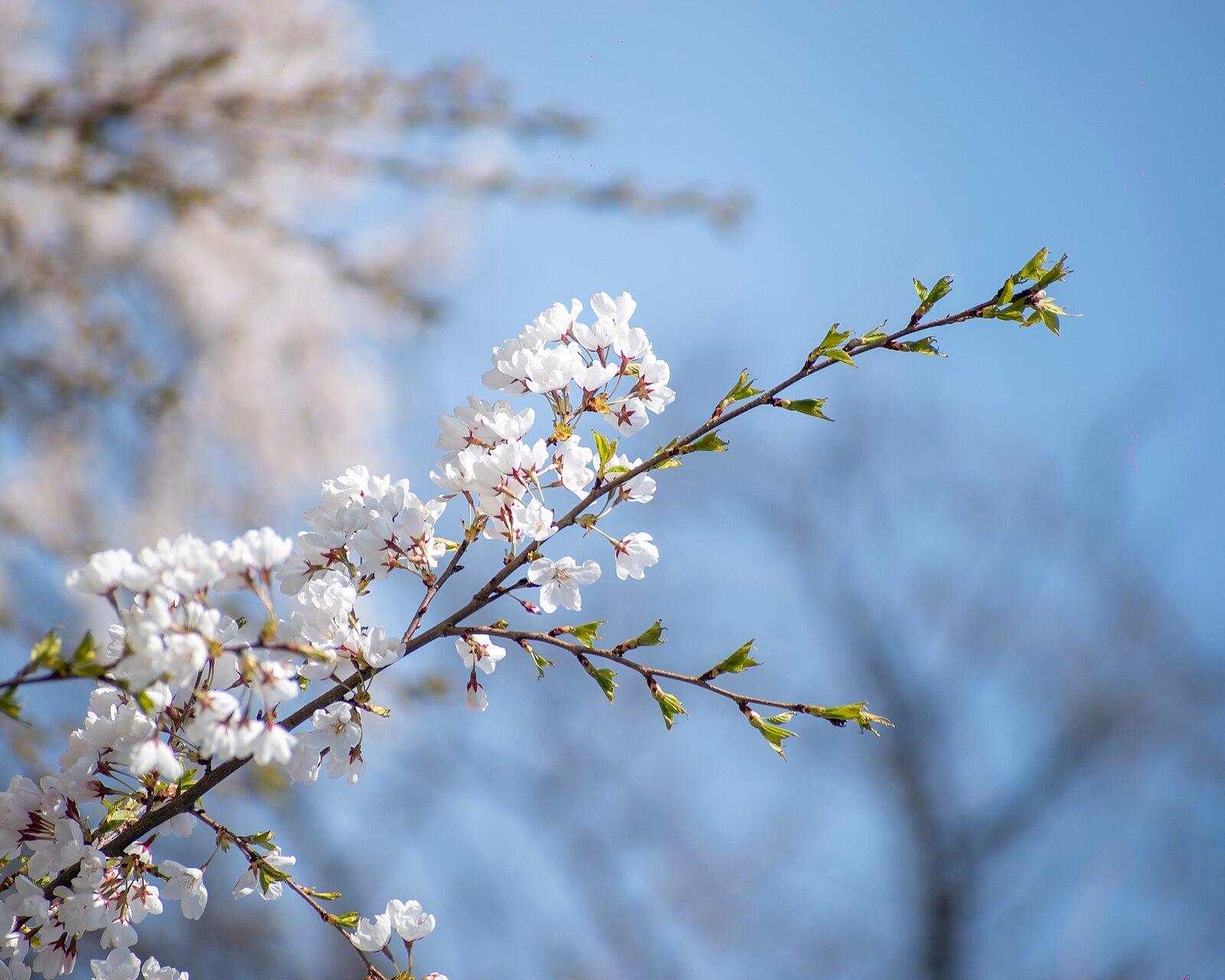 Cherry Blossom in High Park 20